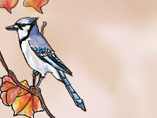 Blue Jay - 2014 Fall Quarter Award