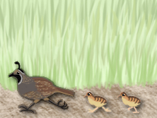 Quails - RTH 2013 Spring Quarter Award