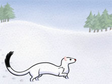 Ermine - RTH 2013 Winter Quarter Award