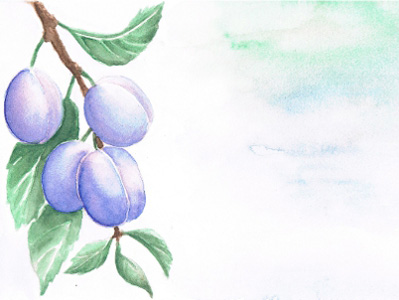 Plums - 2015 Summer Quarter Award