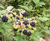 Blackberry.jpg
