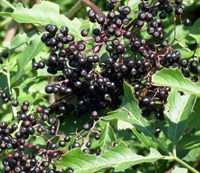 Elderberry.JPG