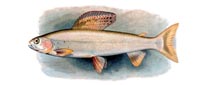 Grayling.jpg