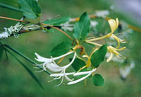 Honeysuckle.jpg