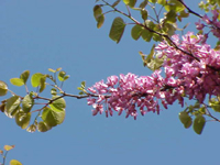 Redbud.jpg