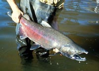 Salmon-chinook.jpeg