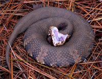Snake-cottonmouth.png