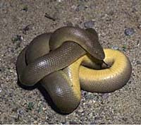 Snake-rubber boa.jpg