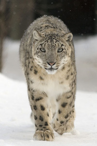 Snow leopard.jpg