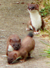 Stoat.jpg