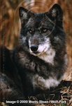 Thumb wolfpix brindlefur.jpg