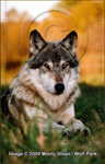 Thumb wolfpix bristlepelt.jpg