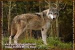 Thumb wolfpix flysnap.jpg