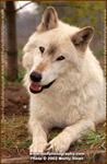 Thumb wolfpix foxnose.jpg
