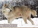 Thumb wolfpix frostback.jpg