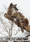 Thumb wolfpix highpoint3.jpg