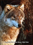 Thumb wolfpix longhowl.jpg