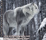 Thumb wolfpix silversong.jpg