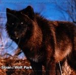 Thumb wolfpix softjoy.jpg