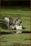 Thumb wolfpix splash.gif