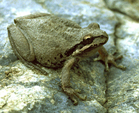 Tree frog.jpg
