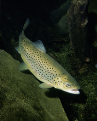 Trout brown.jpg