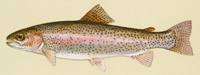 Trout rainbow.jpg