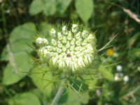 Wild carrot.JPG
