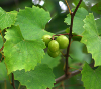 Wild muscadine.JPG