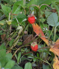 Wild strawberry.jpg