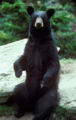 Bear-black.jpg