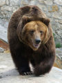 Bear-brown.jpg