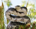 Black rat snake.jpg