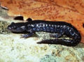 Blue spotted salamander.jpg