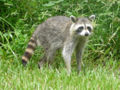Raccoon 2.jpg