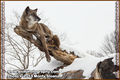Thumb wolfpix highpoint.jpg